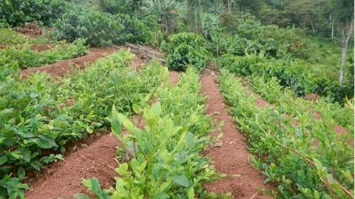 Bolivia alcanza 36.400 hectáreas de coca y sobrepasa el límite legal