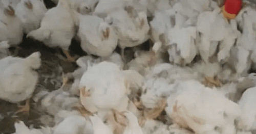 Cochabamba: avicultores reportan más de 200 mil aves muertas y un millón de huevos perdidos por los bloqueos
