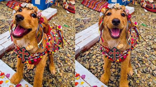 San Roque en Bolivia el día en que los perros se convierten en protagonistas