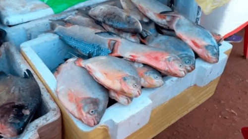 Sube la demanda de pescado y destacan precios accesibles en Santa Cruz