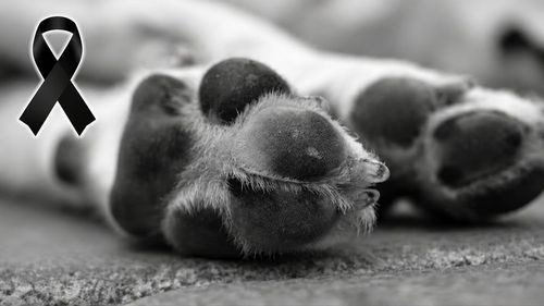 Hallan sin vida a un perrito en Uyuni tras las bajas temperaturas