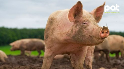 Científicos chinos logran el primer trasplante de pulmón de cerdo a humano con edición genética