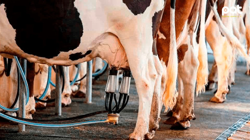 Productores de leche alertan sobre posible cierre de unidades por crisis económica