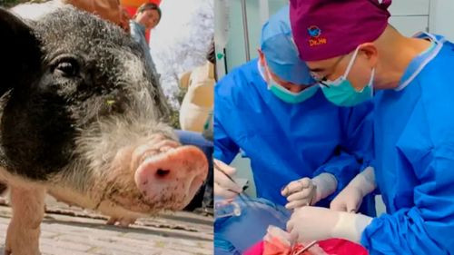 Científicos en China logran el primer trasplante de pulmón de cerdo en un humano