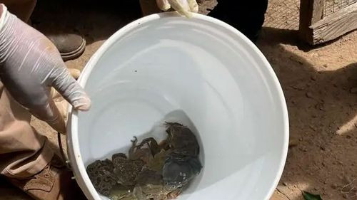 Rescatan ranas del Titicaca ofrecidas como plato gourmet