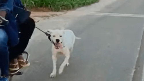 Pareja es denunciada por arrastrar a su perro con una motocicleta en Yapacaní