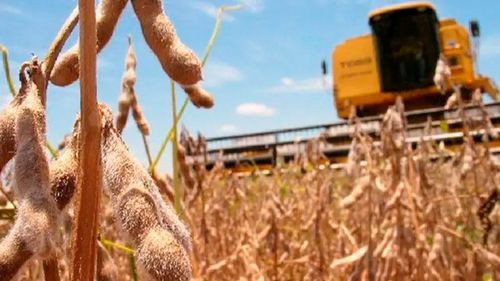 Sector agrícola proyecta $us 2.000 millones si se eliminan los cupos a exportaciones