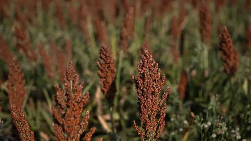 Diecinueve empresas bolivianas se preparan para exportar sorgo a China Diecinueve empresas bolivianas se preparan para exportar sorgo a China