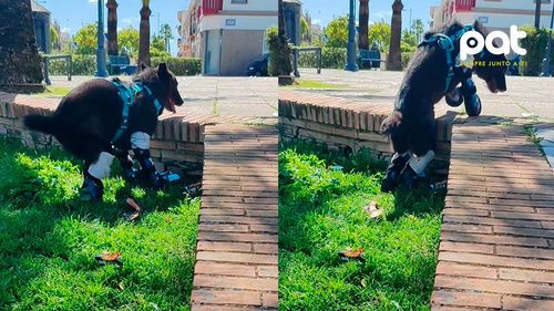 Tras perder sus patitas, este valiente intenta y  logra subir un escalón, demuestra que rendirse no es opción