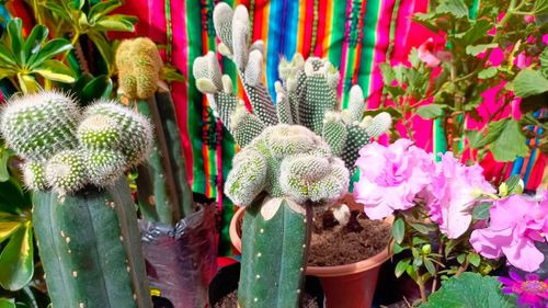 Octubre del 1 al 31 florece en Villa  Adela con la Feria Juntos Cuidemos  el Medioambiente