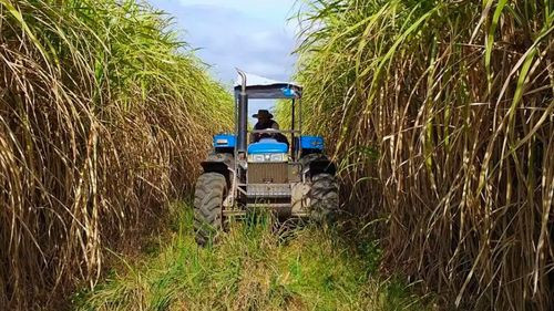 Cañeros se declaran en emergencia  por presunta reducción en compra  de etanol