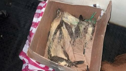 Policía intercepta a mujer con 13 pájaros carpinteros disecados para trajes folklóricos
