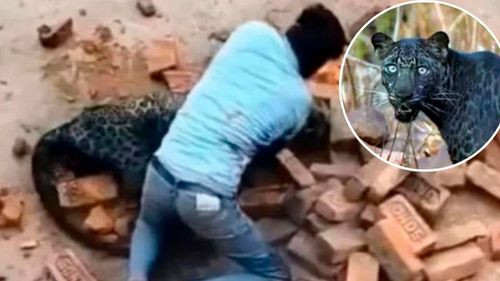 Hombre lucha a mano limpia contra un leopardo mientras vecinos intentan ayudar lanzando ladrillos