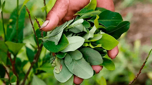 La UE atribuye a factores técnicos y al cambio de Gobierno el retraso del informe sobre cultivos de coca 2024