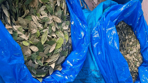 OMS mantiene máxima restricción sobre la hoja de coca ante récord en producción de cocaína