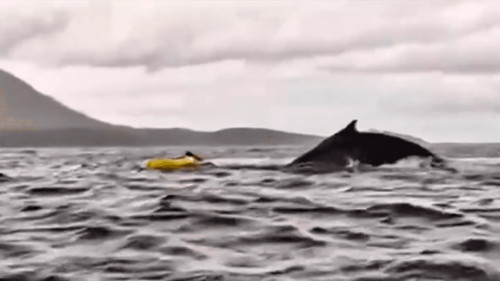 Ciudadano venezolano sobrevivió a encuentro con ballena jorobada en Magallanes 