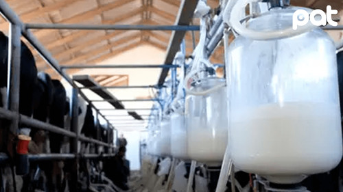 Imagen de Fedeple se declara en emergencia y advierte con desabastecimiento de leche a nivel nacional