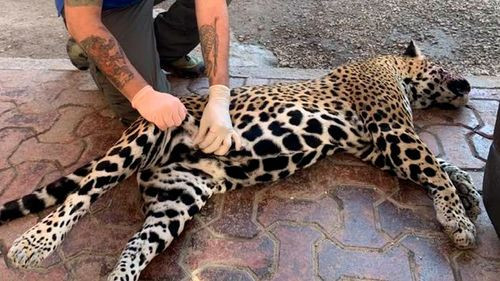 Diputada Álvarez denuncia biocidio ante el Tribunal Agroambiental por matanza de jaguares 