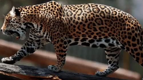 Empresario español investigado por caza ilegal de jaguares en Bolivia