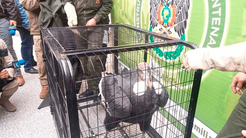 Rescatan a cóndor andino en Macha tras posible envenenamiento