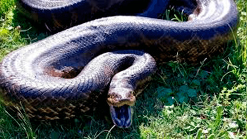 Impactante accidente en Brasil: anaconda preñada atropellada expulsa decenas de crías