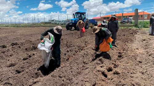 Estudiantes de la UPEA comercializan papa a bajo costo en Kallutaca