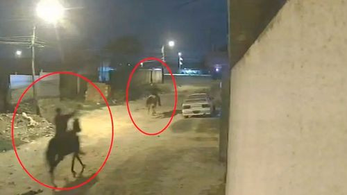 Delincuentes roban tres caballos en Magisterio Sur y huyen cabalgando en Santa Cruz